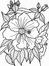 Coloring Pages Flowers Flower Tropical Rainforest Dementia Bougainvillea Adults Printable Adult Patients Drawing Print Sheets Color Books Colouring Hawaiian Plants sketch template