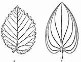 Leaf Drawing Traceable Laurel Tobacco Leaves Patterns Coloring Drawings Fig Getdrawings Clipart Proserpina Popular Paintingvalley Library Elm Plants Collection sketch template