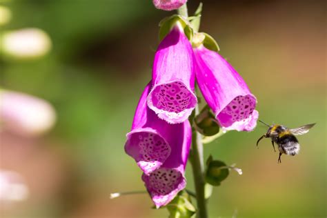 plant  bee friendly flowers perennials herbs shrubs