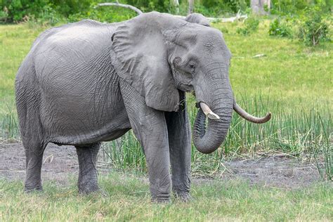 celebrity elephant crushes owner  death  thailand zoo ibtimes india