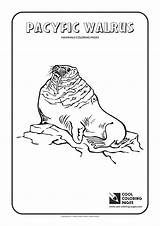 Coloring Walrus Pages Cool Pacific Mammals Animals Print sketch template