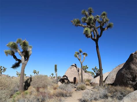 joshua tree branch out to explore california s musical