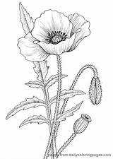 Coloring Realistic Pages Flower sketch template