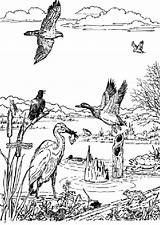 Coloring Pages Wetlands Wetland Animals Sheets Drawings Animal Sheet Estuary Sketch Visit Bird Choose Board sketch template