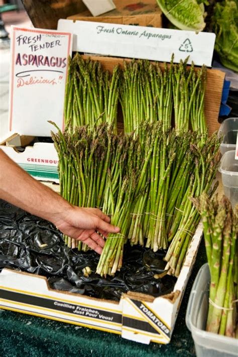 grow asparagus  raised beds