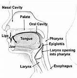 Pharynx Esophagus Nasal Digestive Larynx Epiglottis Nose Cavity Respiratory Nasopharynx Articulation Vocal Trachea Oropharynx Vestibule Throat Laryngopharynx Förbinder sketch template