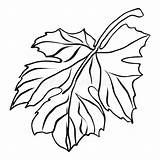 Illustration Sketch Grape Decorative Stock Style Drawn Hand Leaf Elegant Decoration sketch template