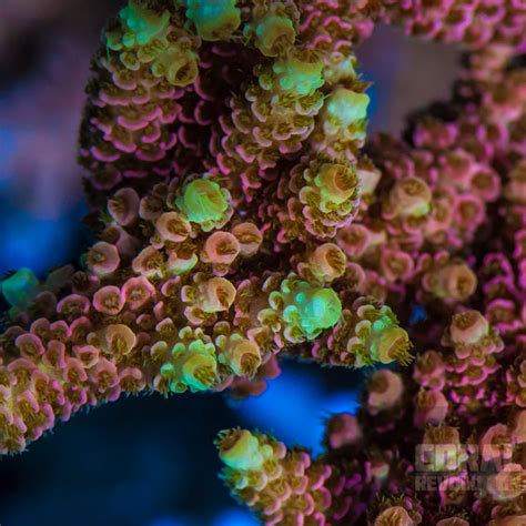 Top 7 Rainbow Sps And Acropora Corals Akvarier