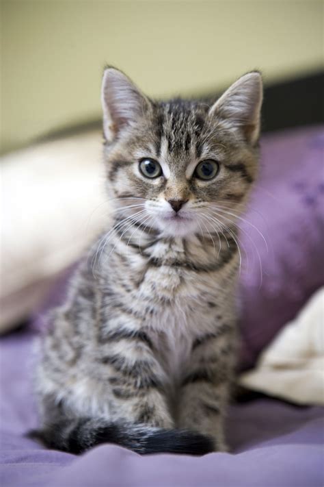 best irish cat names the paws tabby cat names cat names cute cats hot