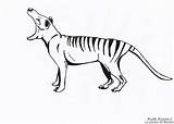 Tiger Tasmanian Animal Choose Board Thylacine sketch template