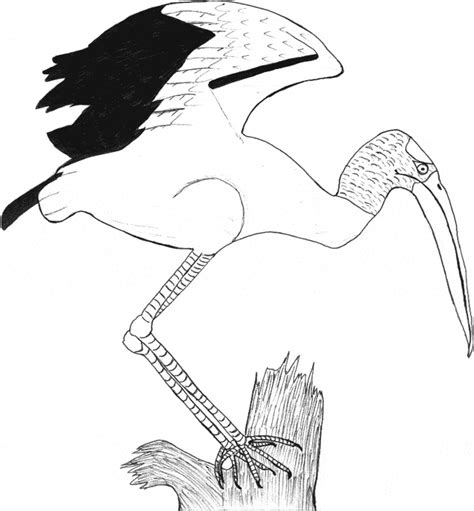 stork coloring page animals town animal color sheets stork picture