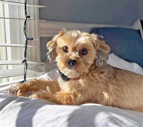 shorkie dog breed information  characteristics daily paws