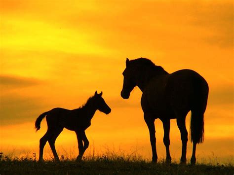 mommy baby horses  sunset hd desktop wallpaper widescreen high