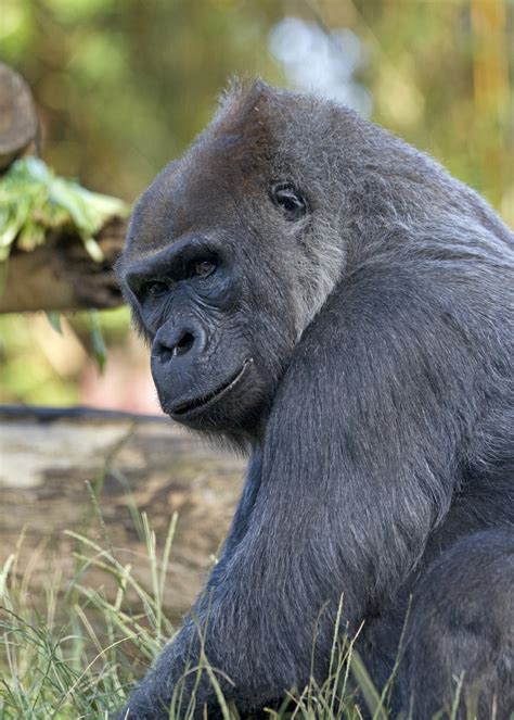 female gorilla  euthanized  san diego zoo  san diego union tribune
