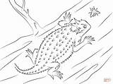 Lizard Horned Coloring Pages Texas Clipart Toad Drawing Frog Sketch Toads Color Animals Lizards Printable Kids Cliparts Cartoon Drawings sketch template