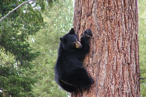 free photo bear black grizzly climbing free image on pixabay 51106