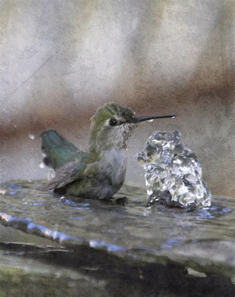 hummingbird spa photograph  angie vogel