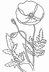 Poppy Coloring Pages Flower Poppies Remembrance Flowers Color Kids Template Colouring Anzac Printable Drawing California Simple Templates Many Sheets Print sketch template
