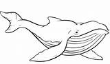 Coloring Whale Pages Humpback Getcolorings Color Whales sketch template