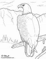Eagle Coloring Bald Color Forest Animals Kids Crista Reference Original sketch template