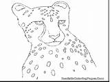 Cheetah Realistic sketch template