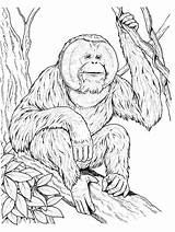 Orangutan Ausmalbilder Orangotango Orangutans Outan Supercoloring Ausmalbild Utan Siamang Sits Coloriages Gorilas Monos Gibbon Orangutanes Dentistmitcham Gaddynippercrayons Gorilla Printmania Chachipedia sketch template