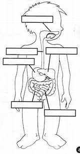 Digestivo Partes órganos sketch template
