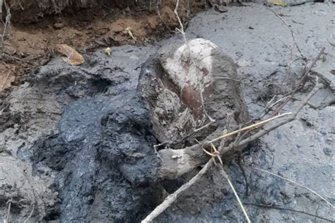 gajah betina ditemukan mati membusuk  peunaron aceh timur leuser
