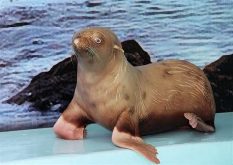 Ginger Seal Shunned By Her Colony Is Now The Star Of