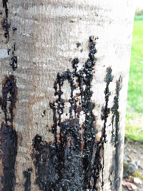 Why Is Black Oozing Tar Like Sap Coming Out Of My Maple Tree Trunk