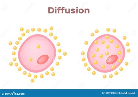 cell diffusion vector stock vector illustration  education