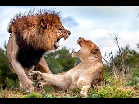 lion  lion deadliest fight  nat geo wild youtube