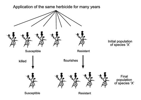 The Evolution Of Herbicide Resistance Percent Values Are Arbitrary
