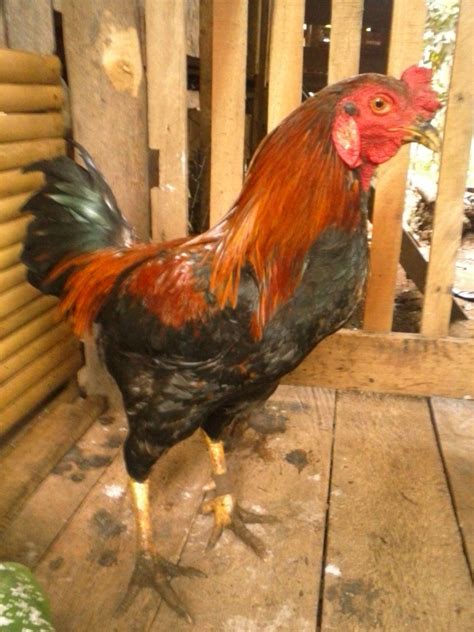 native chicken  philippines house  xxx hot girl