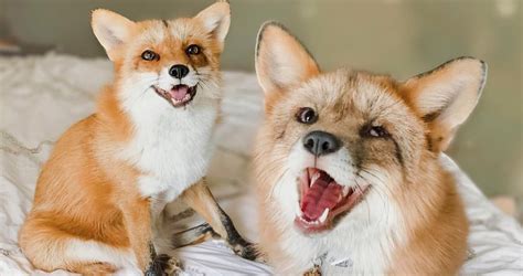 pet foxes  won millions  fans video