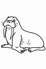 Walrus Mammals Youtu Onlinecoloringpages sketch template
