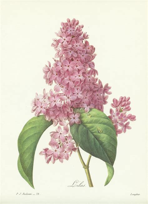 vintage purple lilac botanical print    redoute pink floral tree poster cottage