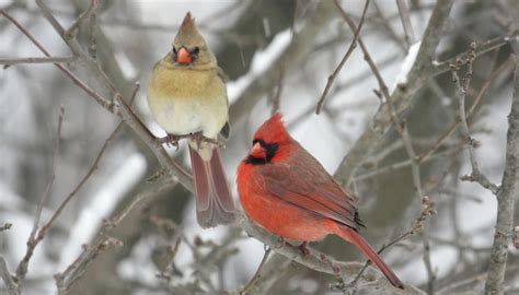 information on the cardinal bird sciencing