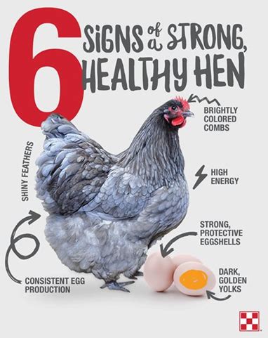 signs   healthy happy chicken purina animal nutrition