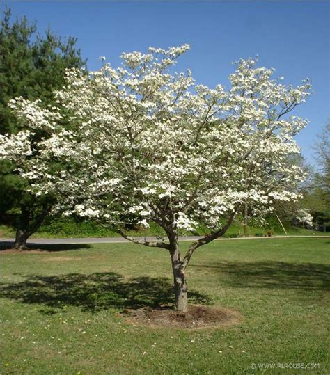 flowering dogwood tree