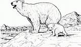 Polar Oso Osos Hielo Supercoloring Bestcoloringpagesforkids Arctic Rupert Parado Polari Orsi Colorear24 sketch template