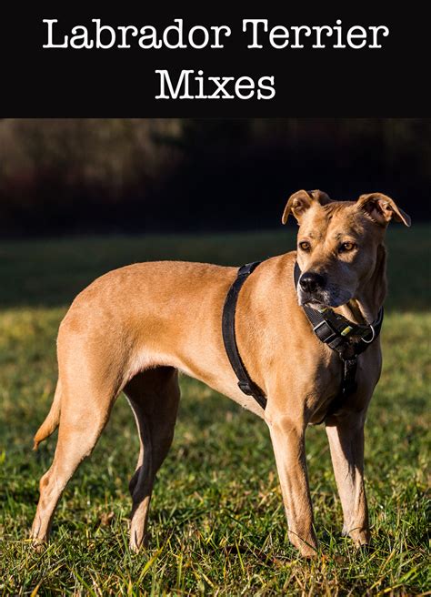 lab terrier mix   expect   diverse cross