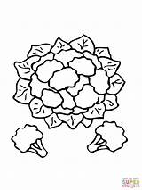 Cauliflower Coloring Pages Drawing Printable Drawings Lewis Clark Supercoloring Clipart sketch template