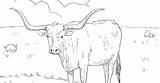 Coloring Longhorn Cow Pages Longhorns Printable Texas sketch template