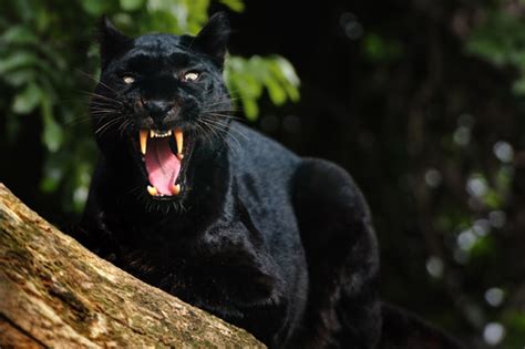beast  cumbria sighting massive black panther