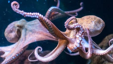 Aquarium Cancels Octopus Date For The Creepiest Reason