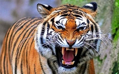 el tigre habitat caracteristicas  alimentacion