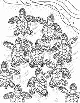 Turtle Sea Turtles Baby Coloring Pages Adult Pattern Printable Colouring Print Ocean Sheets Book Embroidery Template Mommy Color Adults Templates sketch template