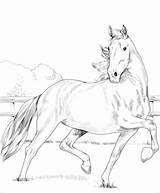 Caballo Hackney Caballos Supercoloring sketch template