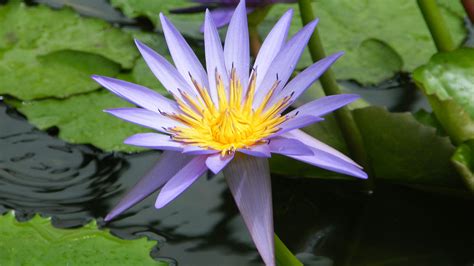 water lily in the tropical house 4k ultrahd wallpaper backiee free ultra hd wallpaper platform